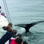 Whalewatching from Husavik